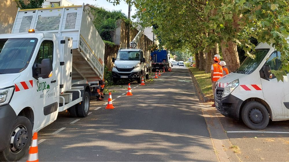 La Rochelle - Saintes - taille réduction platanes - 2022 - 1.jpg