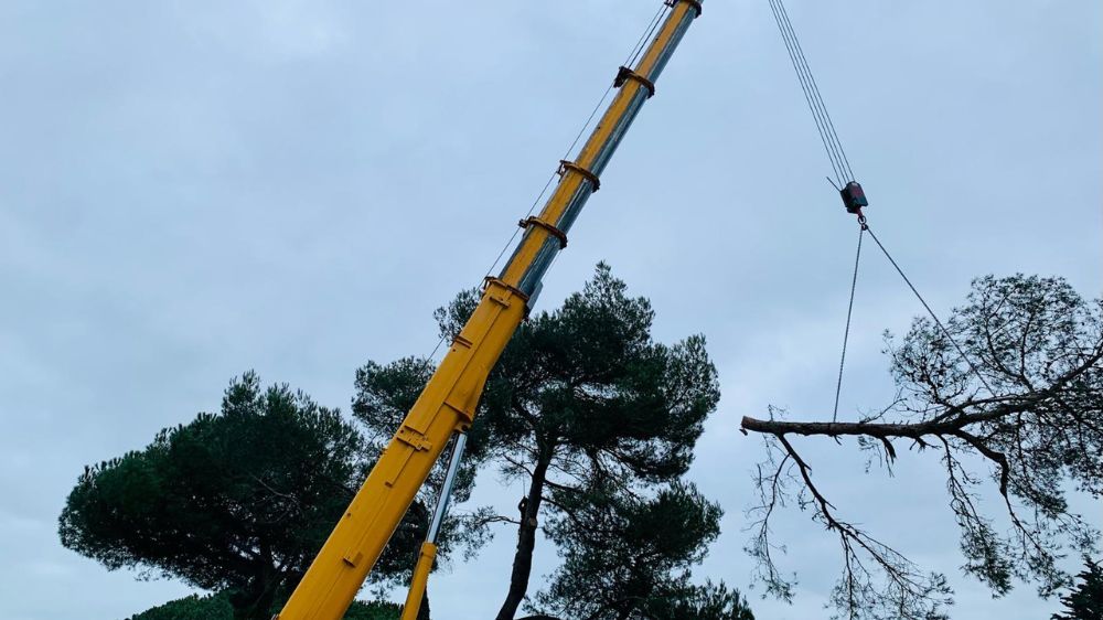 La Rochelle - Abattage d’arbres à l’île de Ré (17) 2.jpg